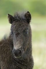 Fototapeta premium Dartmoor Pony foal Dartmoor National Park Devon England
