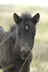 Dartmoor Pony foal Dartmoor National Park Devon England