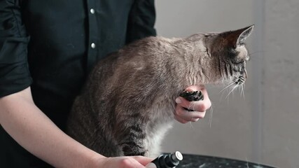 Relaxing nail care keeps pet calm, gentle trimming builds trust, stress-free handling prevents anxiety, making grooming a positive experience cat paw care concept peace of mind while leaving