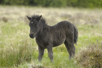 Fototapeta premium Dartmoor Pony foal Dartmoor National Park Devon England