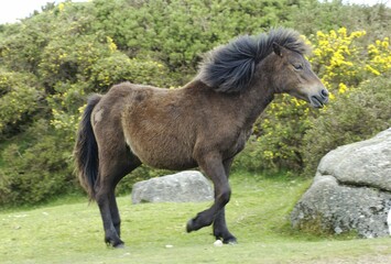 Obraz premium Dartmoor Pony Dartmoor National Park Devon England