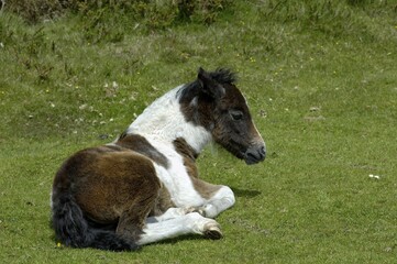 Pony foal Dartmoor National Park Devon England