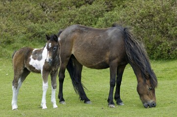 Fototapeta premium Dartmoor Pony mare with foal Dartmoor National Park Devon England