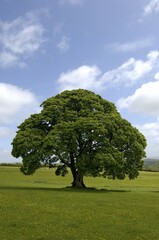 Maple tree South Devon England Grossbrittanien