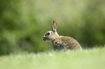 Rabbit Oryctolagus cuniculus sued-west England