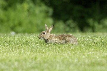 Rabbit Oryctolagus cuniculus sued-west England