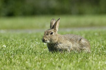 Rabbit Oryctolagus cuniculus sued-west England