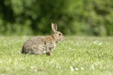 Rabbit Oryctolagus cuniculus sued-west England