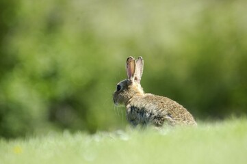 Rabbit Oryctolagus cuniculus sued-west England