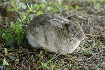 Rabbit Oryctolagus cuniculus sued-west England
