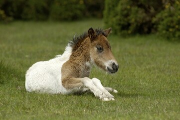 Shetland Pony south west England