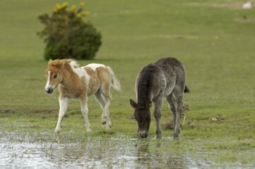 Shetland Pony south west England