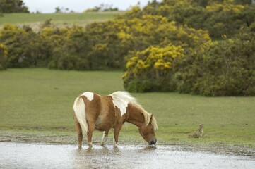 Shetland Pony south west England