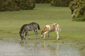 Shetland Pony south west England