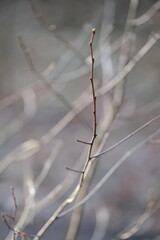 Aerial view of beautiful colorful autumn forest in low clouds at sunrise. Top view of orange and green trees in fog at dawn in fall