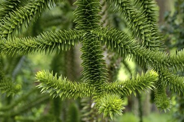 Twigs of an Araucaria Araucaria araucana
