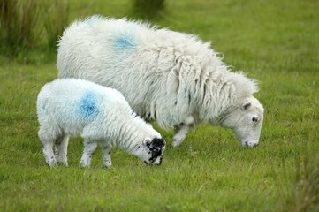 Sheep Dartmoor National Park Devon England