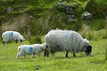 Sheep Dartmoor National Park Devon England