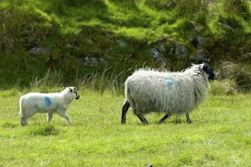 Sheep Dartmoor National Park Devon England