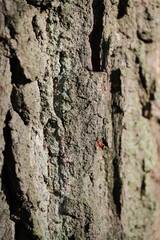 Aerial view of beautiful colorful autumn forest in low clouds at sunrise. Top view of orange and green trees in fog at dawn in fall
