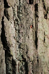 Aerial view of beautiful colorful autumn forest in low clouds at sunrise. Top view of orange and green trees in fog at dawn in fall