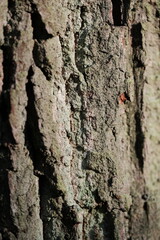 autumn forest. Texture, gray tree bark