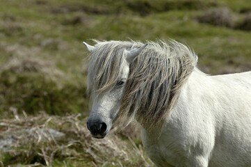 Obraz premium Pony Dartmoor National Park Devon England