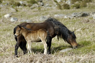 Pony with foal Dartmoor National Park Devon England