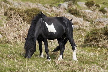Pony stallion Dartmoor National Park Devon England