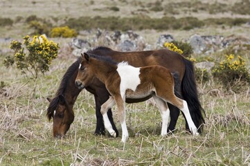 Pony with foal Dartmoor National Park Devon England