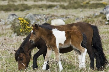 Pony with foal Dartmoor National Park Devon England