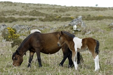 Pony with foal Dartmoor National Park Devon England