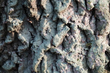 autumn forest. Texture, gray tree bark