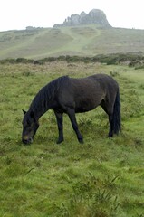 Pony in front of Haytor Dartmoor National Park Devon England