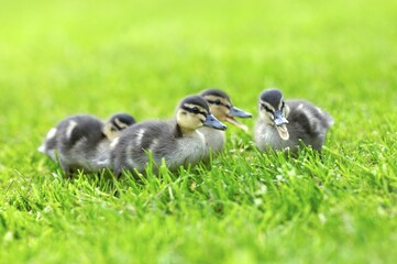 Wild duck chicks Mallard Anas platyrhyncos