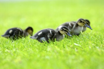 Wild duck chicks Mallard Anas platyrhyncos