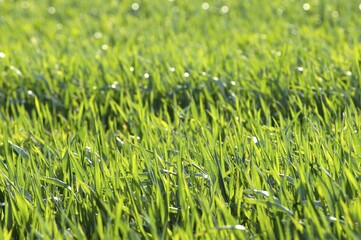 Grain field