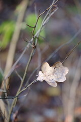 Aerial view of beautiful colorful autumn forest in low clouds at sunrise. Top view of orange and green trees in fog at dawn in fall