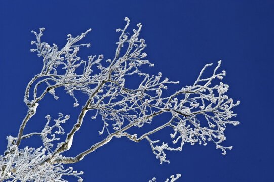 Alder twigs with hoar frost