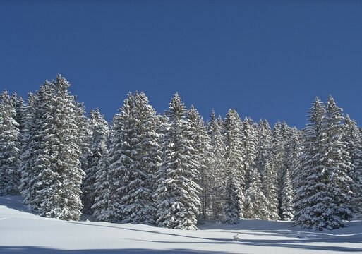 Snow covered spruce trees Valepp valley near Spitzingess lake Spitzing Upper Bavaria Germany