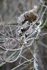 Aerial view of beautiful colorful autumn forest in low clouds at sunrise. Top view of orange and green trees in fog at dawn in fall