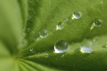 Water drops on lady's mantle leave Alchemilla mollis