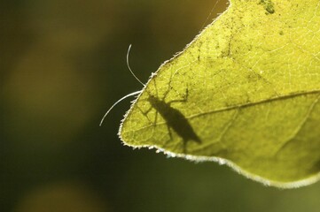 Plant louse aphid on a maple leave