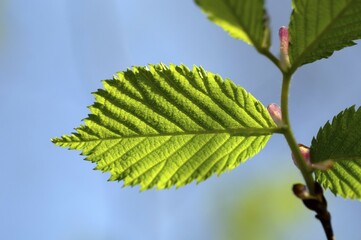 Twig with young leaves of hazelnut Corylus avellana L. in spring