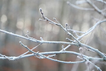 Aerial view of beautiful colorful autumn forest in low clouds at sunrise. Top view of orange and green trees in fog at dawn in fall