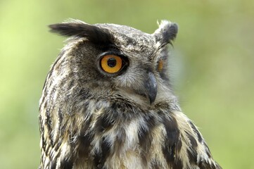 Eagle owl Bubo bubo
