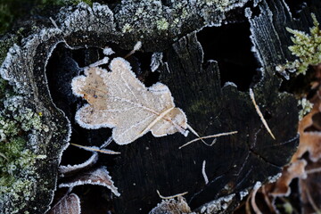 Aerial view of beautiful colorful autumn forest in low clouds at sunrise. Top view of orange and green trees in fog at dawn in fall