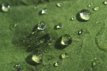 Dew drops on lady's mantle leave ( Alchemilla mollis )
