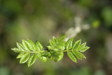 Ash tree leaves unfulding in spring