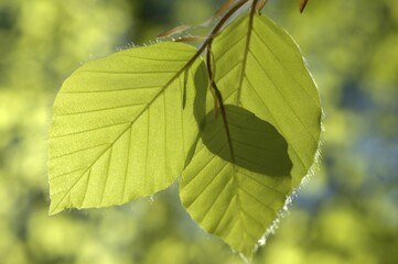 Young leaves of beech tree Fagus silvatica in spring